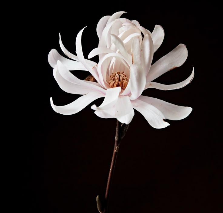 Harmony in Blossoms: Serenade of Colors